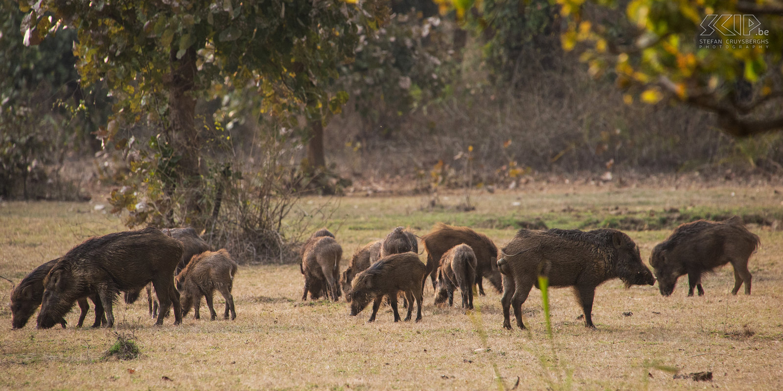Bandhavgarh - Wild pigs A large group of wild pigs/boars. Stefan Cruysberghs